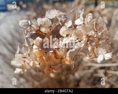 Verblasste Hydrangea Stockfoto