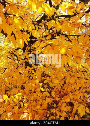 Hainbuche in Herbstfarben, Detail Stockfoto