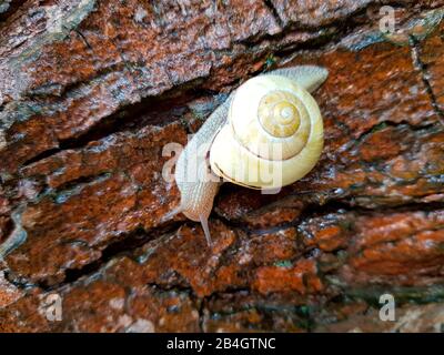 Schnecke am Baumstamm Stockfoto