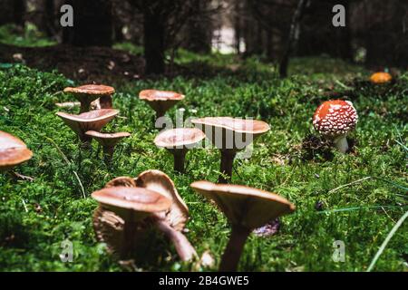 Verschiedene Wildpilze auf einer kleinen Glade, Wald, Toadhocker, Moos Stockfoto