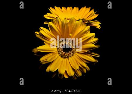 Gerbera, Familie Daisy, Asteraceae, Blossom, Gelb, Niedrige Tonart Stockfoto