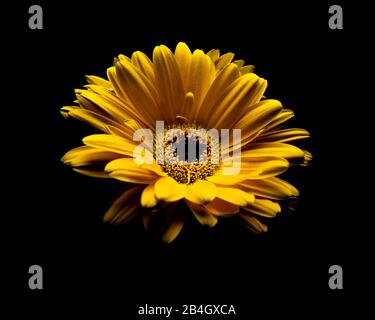 Gerbera, Familie Daisy, Asteraceae, Blossom, Gelb, Niedrige Tonart Stockfoto