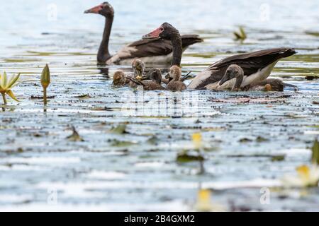 Erwachsene Gänse begleiten Klatschen in einem Wasserloch in einem Feuchtgebiet in der Nähe von Townsville in North Queensland, Australien. Stockfoto