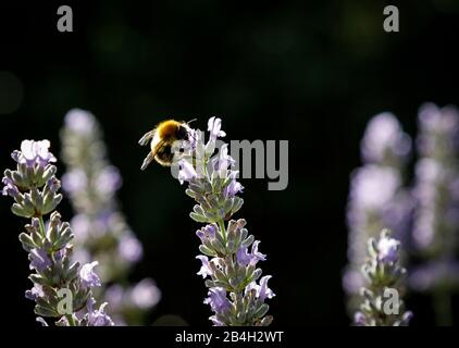 Feldbummel auf Lavendel Stockfoto