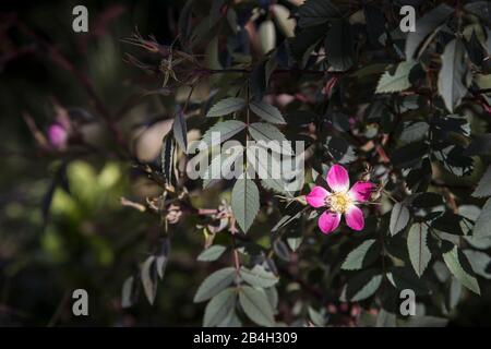 Wilde Rose, Rosa Glauca mit Blumen Stockfoto