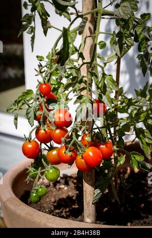 Nahaufnahme eines Tomatenbusches mit reifen Tomaten auf einer Terrasse Stockfoto