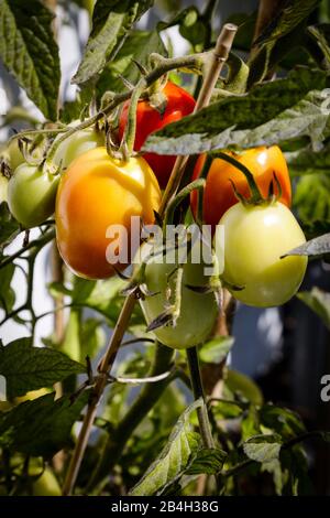 Nahaufnahme eines Tomatenbusches mit verschiedenen reifen Tomaten Stockfoto