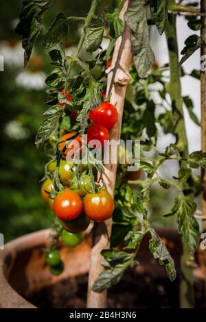 Tomatenstrauch mit verschiedenen reifen Tomaten im Pflanzentopf Stockfoto