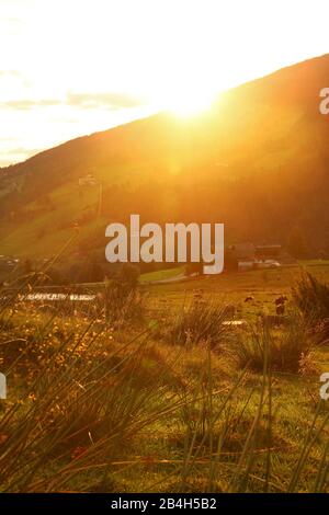 Pferde und Kühe frühmorgens auf einer Weide bei Schladming-Rohrmoos Stockfoto