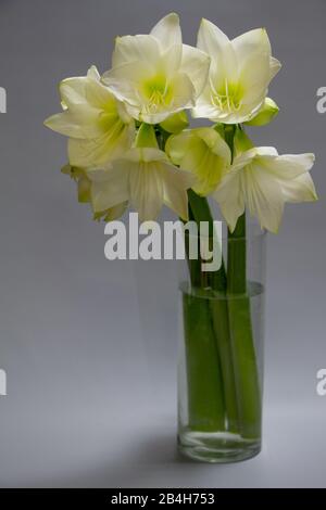 Nahaufnahme weißer Hippeastrum-Blumen in Vase isoliert auf hellgrauem Hintergrund, Grußkarte oder Konzept Stockfoto