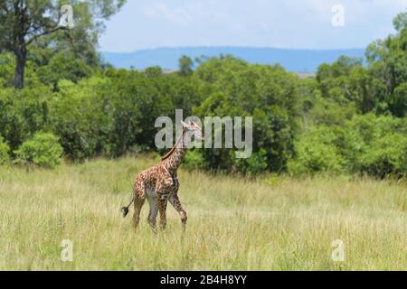 Masai Giraffe, Giraffa Camelopardalis, Jung, Masai Mara National Reserve, Kenia, Afrika Stockfoto