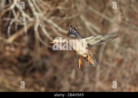 Eine Henne Mallard Ente Anas platyrhynchos im Flug Stockfoto