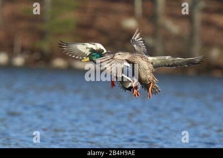 Ein Paar mallardische Enten Anas platyrhynchos fliegen ein, um im Winter auf einem blauen See zu landen Stockfoto