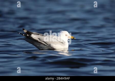 Ein Ring, der auf einem blauen See ruht, hat den Möwen Larus delawarensis in Rechnung gestellt Stockfoto