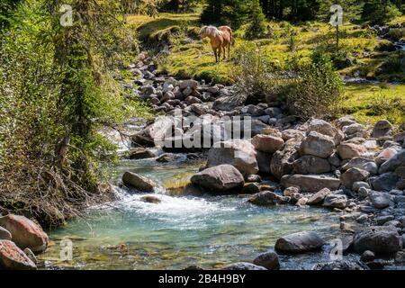 Bergbach mit Haflinger in Südtirol Stockfoto