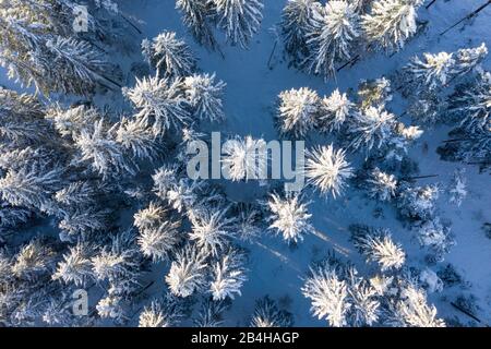 Schneebedeckter Fichtenwald, Drohnenschuss, Oberbayern, Bayern, Deutschland Stockfoto