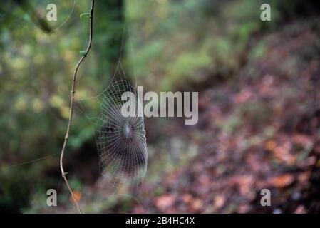 Spinnennetz mit Tau auf sie auf Rebe über Waldboden gebaut Stockfoto