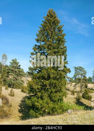 Deutschland, Baden-Württemberg, Hayingen, Norwegenfichte, Picea abies im Kennzeichen "Kennzeichen Digelfeld", eine Wacholderheide auf der Schwäbischen Alb. Stockfoto