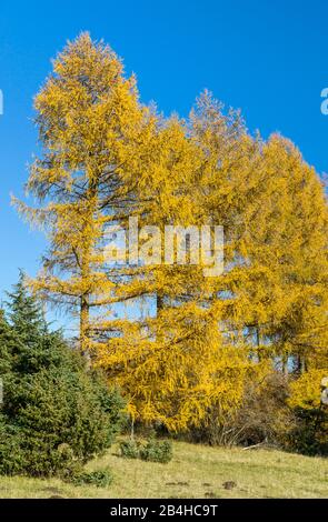 Deutschland, Baden-Württemberg, Albstadt-Onstmettingen, Schwäbische Alb, Larch, Herbst. Die Lärche war der Baum des Jahres 2012. Stockfoto