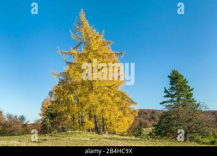 Deutschland, Baden-Württemberg, Albstadt-Onstmettingen, Schwäbische Alb, Larch, Herbst. Die Lärche war der Baum des Jahres 2012. Stockfoto