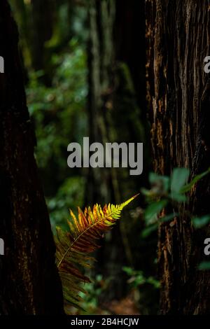 Single Fern Frond Kausenlicht in der Nähe von dunklen Redwood Waldboden Stockfoto