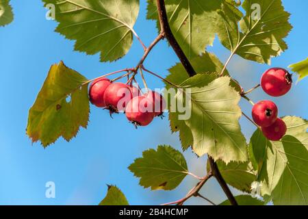 Deutschland, Baden-Württemberg, Tübingen-Bebenhausen, Badisches Rühlebeer, Sorbus badensis, Zweig mit roten Beeren Stockfoto