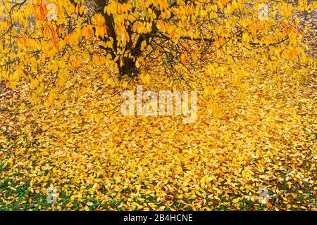 Deutschland, Baden-Württemberg, Altenriet, Herbstlaub unter einem Kirschbaum Stockfoto