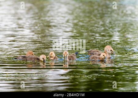 Eine große Schar von Magpie gossling Küken schwimmt zusammen, um Schutz an einem Wasserloch in North Queensland, Australien zu erhalten. Stockfoto