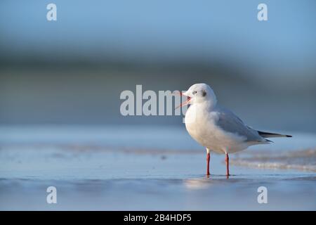 Schwarzköpfige Möwe (Larus ridibundus, Chroicocephalus ridibundus), am Strand, Deutschland, Mecklenburg-Vorpommern, Rügen Stockfoto