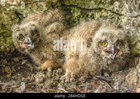 Nördliche Eule (Bubo bubo), Küken am Boden, Deutschland, Baden-Württemberg Stockfoto