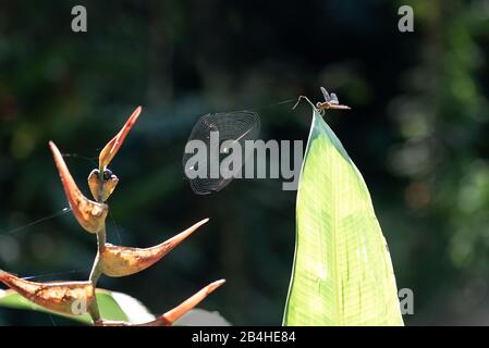 Drachenfliege und Spinnennetz auf tropischen Pflanzen im Regenwald Stockfoto