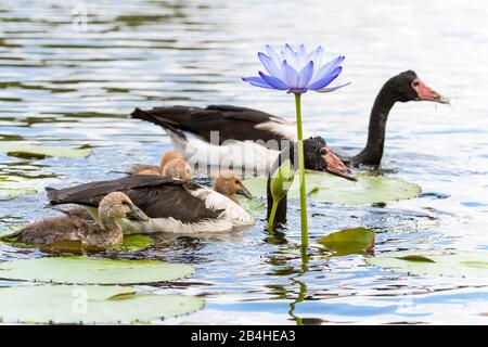 Erwachsene Gänse begleiten Klatschen in einem Wasserloch in einem Feuchtgebiet in der Nähe von Townsville in North Queensland, Australien. Stockfoto