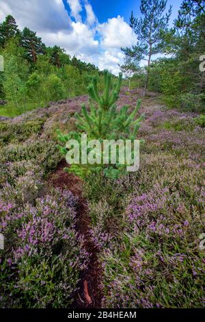 Gemeine Heidekraut, Ling, Heidekraut (Calluna vulgaris), blühende Heide, Deutschland, Bayern, Oberbayern, Oberbayern, Haspelmoor Stockfoto