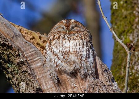 Eurasische Taubeneule (Strix aluco), schlafend auf einem zerbrochenen Ast, Vorderansicht, Deutschland, Bayern, Niederbayern, Niederbayern Stockfoto