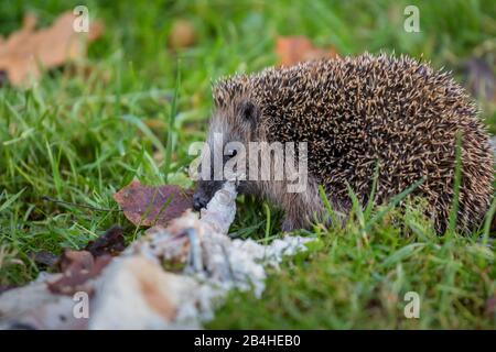 Westliche Igel, europäischer Igel (Erinaceus europaeus), Speisenkarrion auf einer Wiese, Seitenansicht, Deutschland, Bayern, Niederbayern, Niederbayern Stockfoto