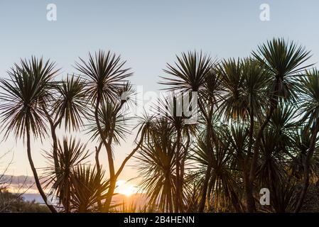 Silhouette der neuseeländischen Kohlbäume bei Sonnenuntergang Stockfoto