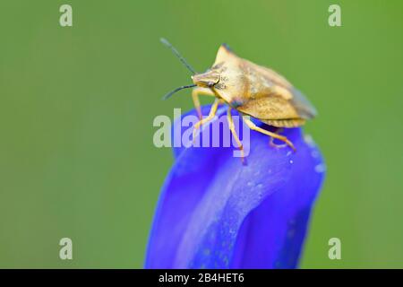 Schlehenwanze, Faulkeug (Dolycoris baccarum), auf einer blauen Blüte sitzend, Seitenansicht, Deutschland, Bayern Stockfoto