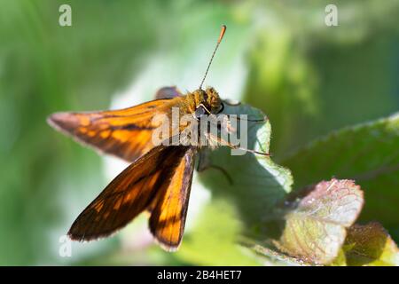 Großer Skipper (Ochlodes venatus, Ochlodes venata, Ochlodes sylvanus), auf einem Blatt sitzend, Seitenansicht, Deutschland, Bayern Stockfoto