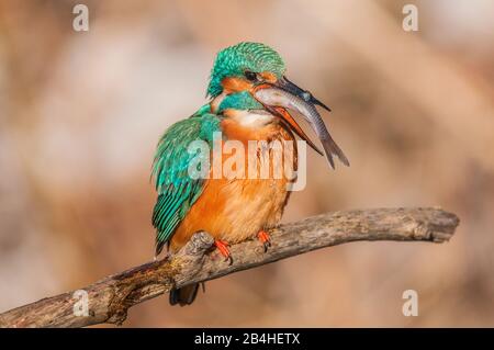 Flusskingfischer (Alcedo atthis), auf einem Ast mit gefangenem Fisch im Schnabel, Deutschland, Baden-Württemberg Stockfoto