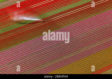 , blühende Tulpenfelder in Nordholland werden bewässert, Luftbild, Niederlande, Nordholländer, Berkhout Stockfoto