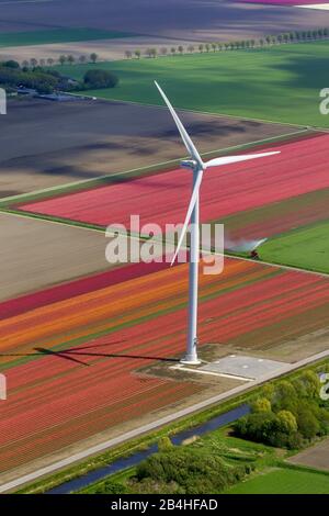 , Feldlandschaft mit blühenden Tulpenfeldern und Windrädern in Nordholland, 09.05.2013, Luftbild, Niederlande, Nordniederland, Zeewolde Stockfoto