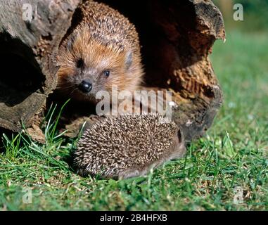 Igel mit Kübel leben im Garten, der für ihr Igelschloss gebaut wurde Stockfoto