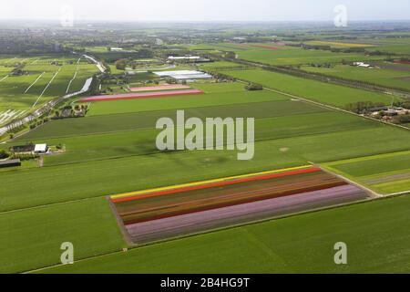 , Feldlandschaft im Frühjahr mit blühenden Tulpenfeldern in Nordholland, Luftbild, 09.05.2013, Niederlande, Nordniederland, Hobrede Stockfoto