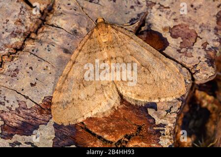 Wintermotte, kleine Wintermotte (Operophtera brumata, Cheimatobia brumata), Männchen auf Rinde ruhend, Blick von oben, Deutschland, Bayern, Niederbayern, Niederbayern Stockfoto