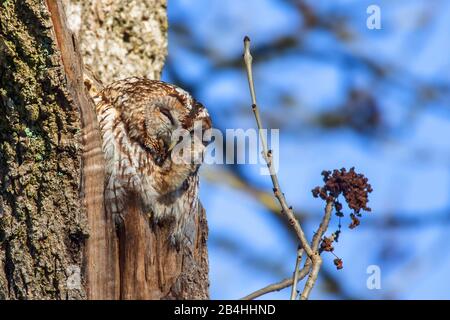 Eurasische Taubeneule (Strix aluco), schläft auf einem zerbrochenen Ast, Deutschland, Bayern, Niederbayern, Niederbayern Stockfoto