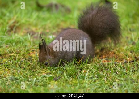 Europäisches Rothörnchen, Eurasisches Rothörnchen (Sciurus vulgaris), versteckt einen Vorrat für den Winter auf einer Wiese, Seitenansicht, Deutschland, Bayern, Niederbayern, Niederbayern Stockfoto