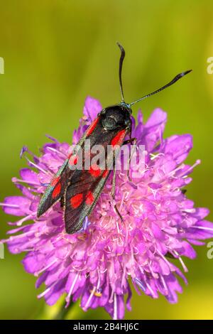 Sechsfleckiges burnett (Zygaena filipendulae, Anthropera filipendulae), auf Schrecken sitzend, Deutschland, Baden-Württemberg Stockfoto