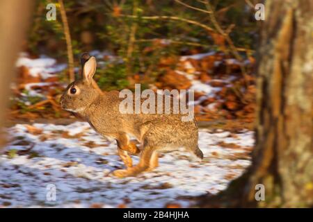 Europäisches Kaninchen (Orycolagus cuniculus), zwischen Bäumen laufend, Seitenansicht, Deutschland, Bayern, Niederbayern, Niederbayern Stockfoto