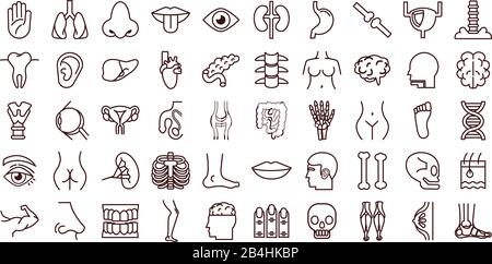 Bündel von Symbolen für Körperteile und Organe Stock Vektor