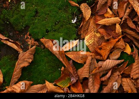 Trockene Blätter im Herbst liegen auf einer MOSS-Bett. Stockfoto